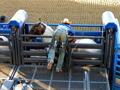 Rodeo horses saddle