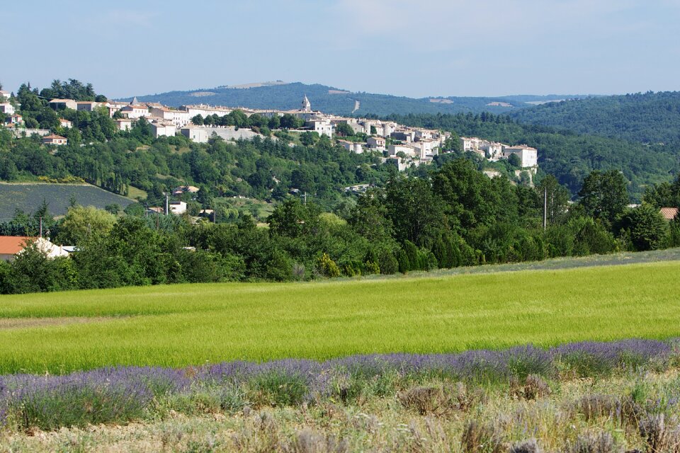 Outdoor provence lavender