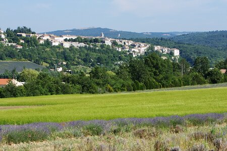 Outdoor provence lavender
