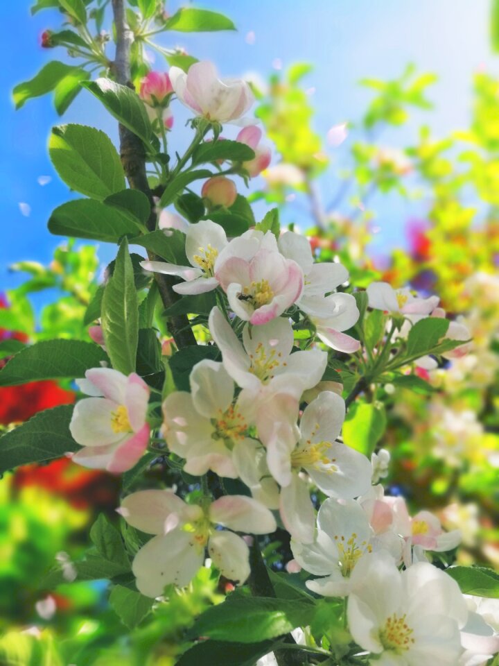 Garden flowers leaf photo