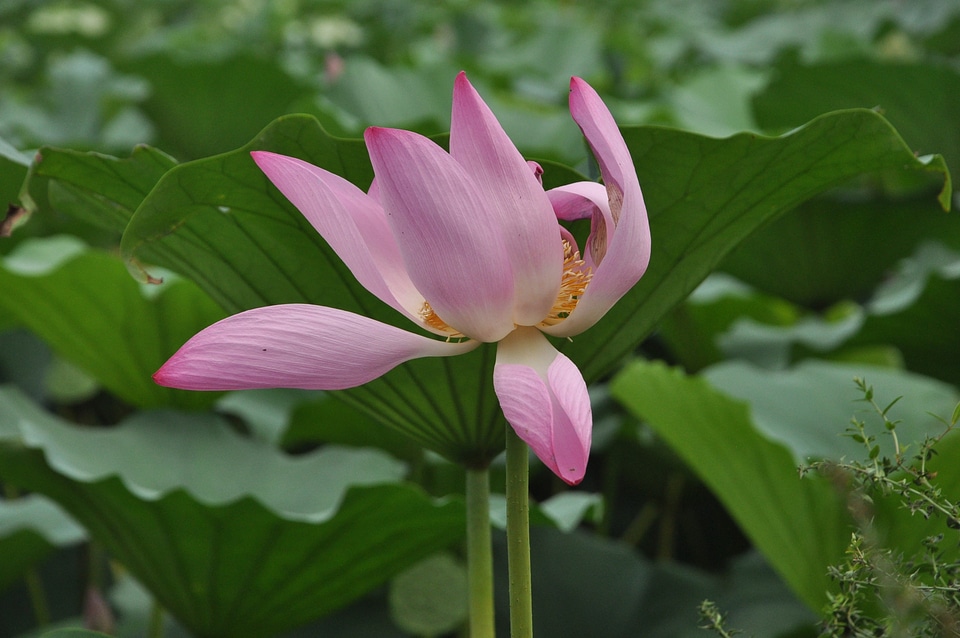 Flowers lotus leaf green leaf