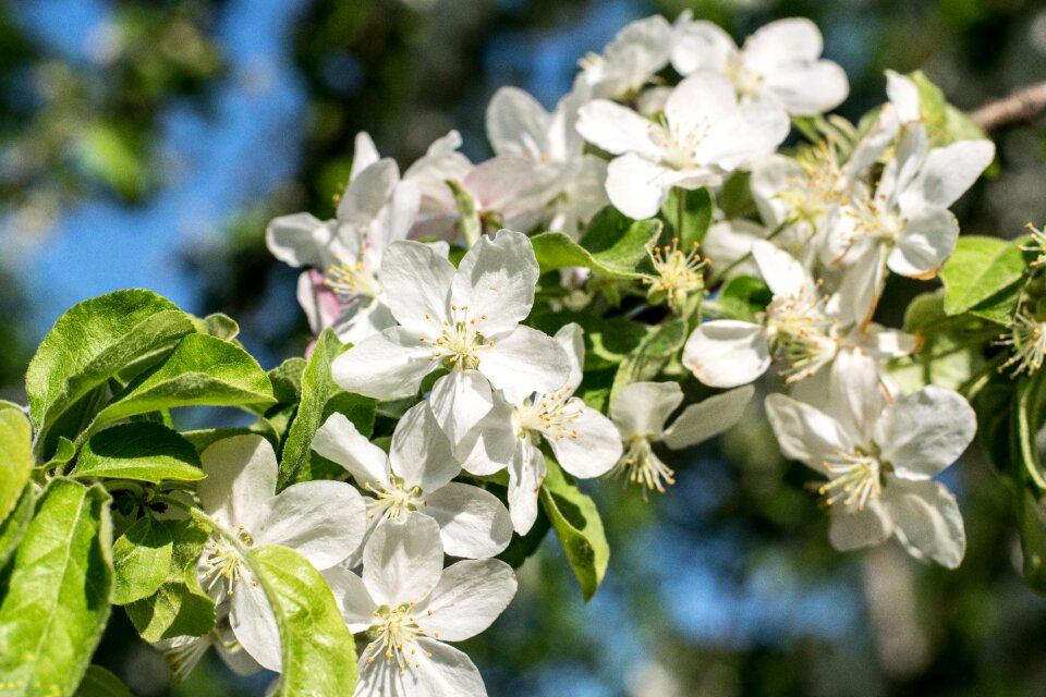 Garden branch tree