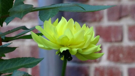 Leaf summer yellow
