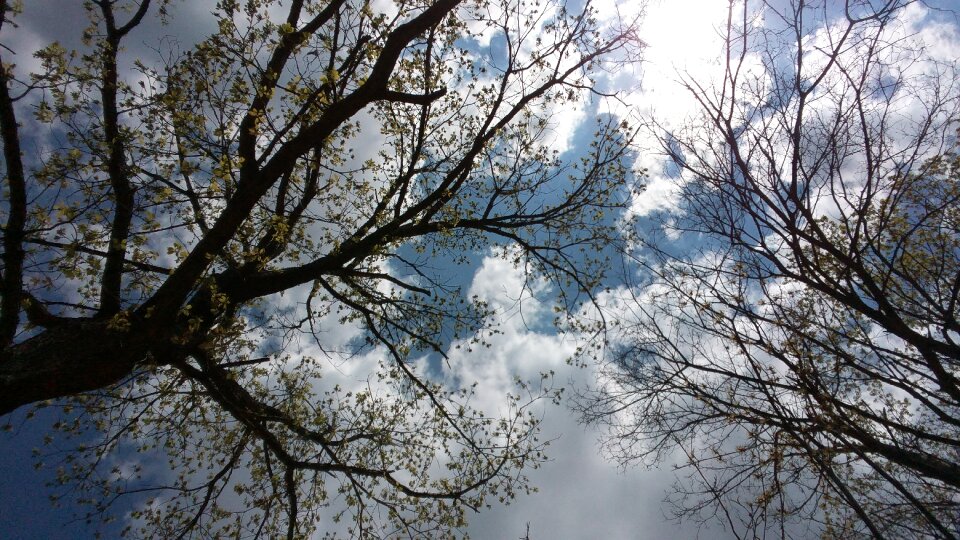 Winter nature sky