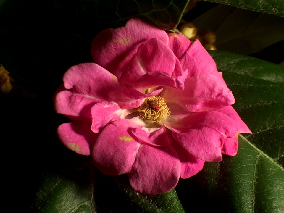 Fuchsia petals rosa