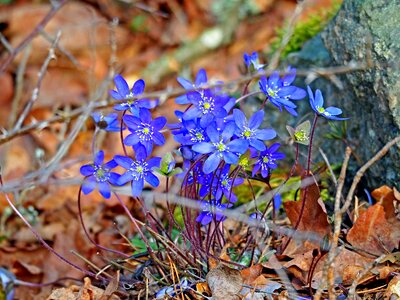 Season leaf liverwort