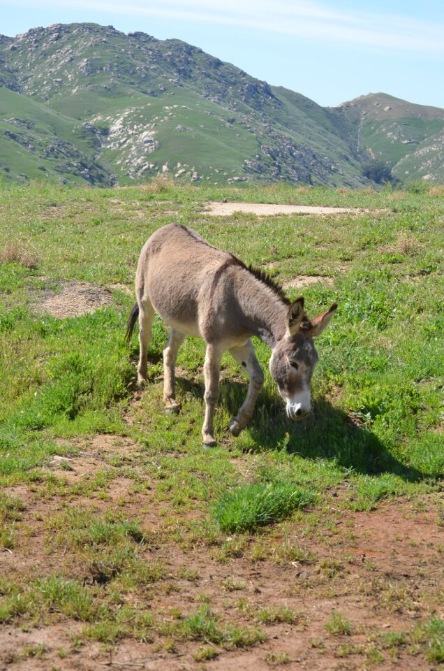 Nature grass mammal