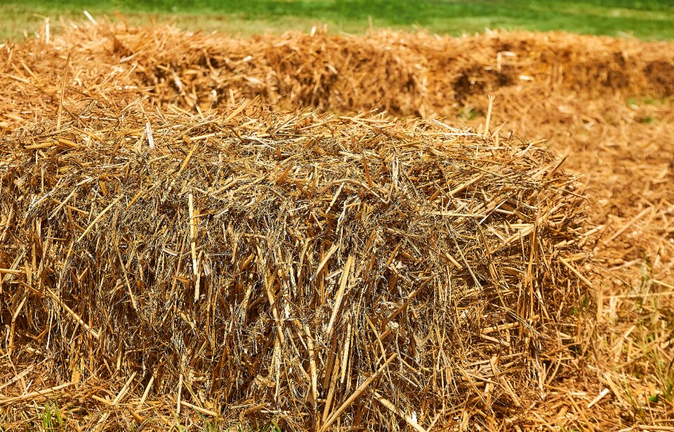 Close up cereals wheat