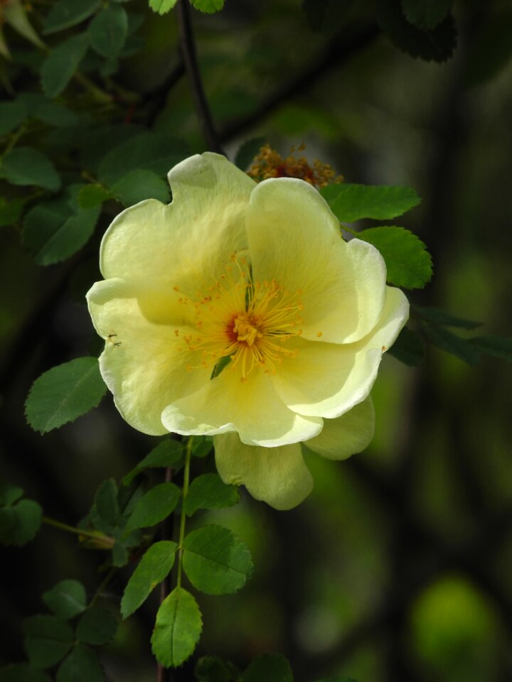 Leaf garden flowers photo