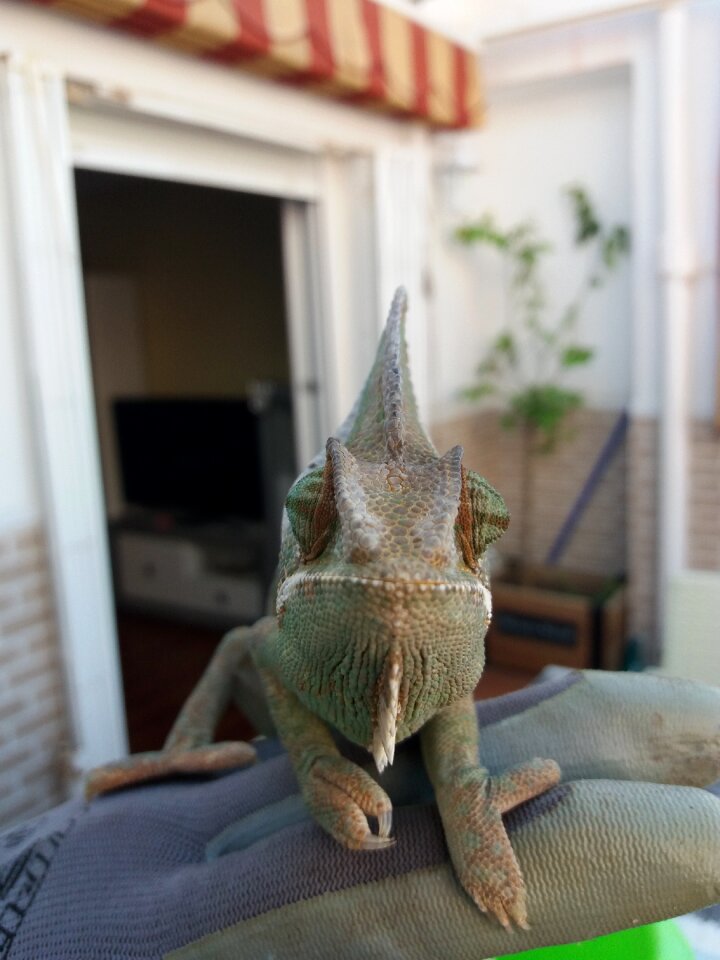 House pet animal