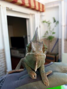House pet animal