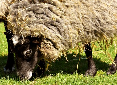 Meadow nature winter coat