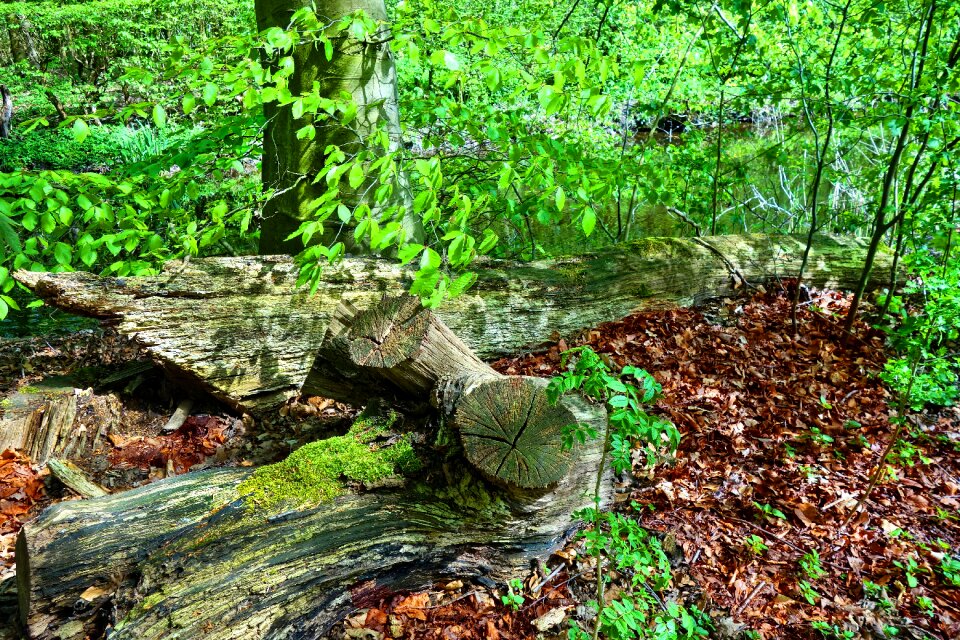 Wood foliage spring foliage