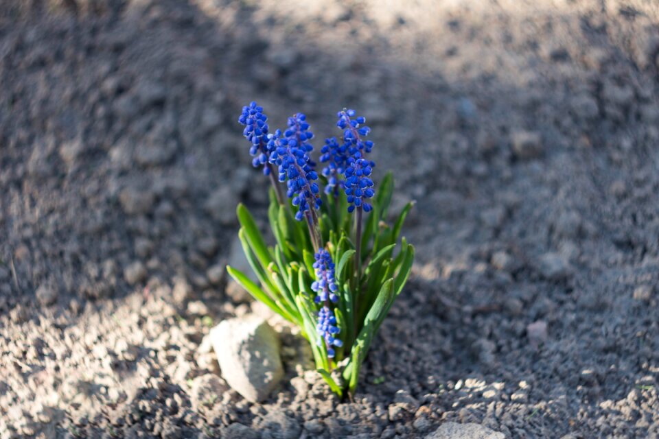 Flower at the court of summer