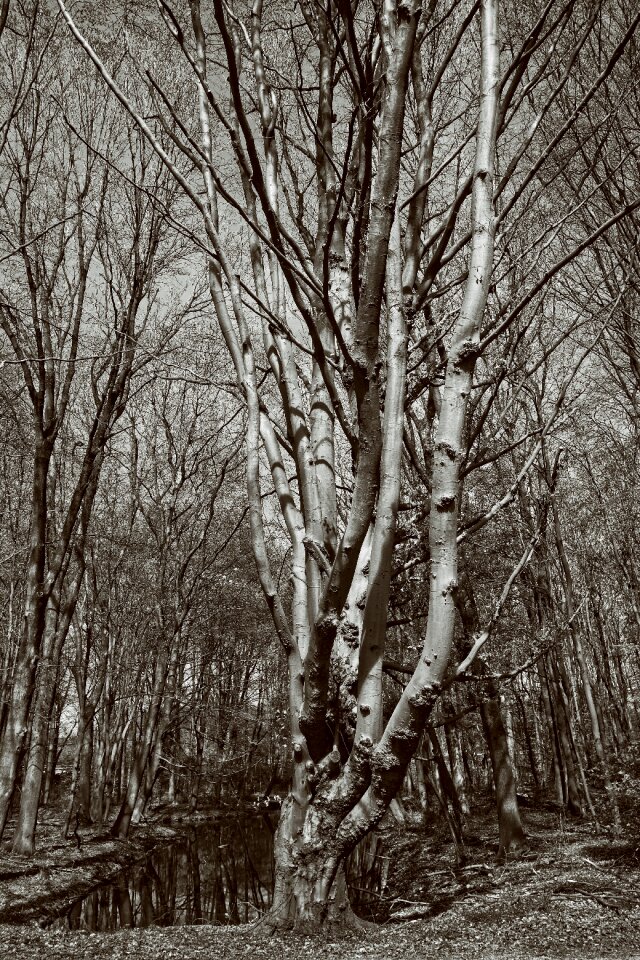 Old tree gnarled twisted photo