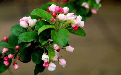 Flora tree branch photo