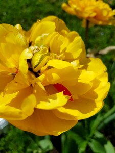 Summer garden yellow tulip