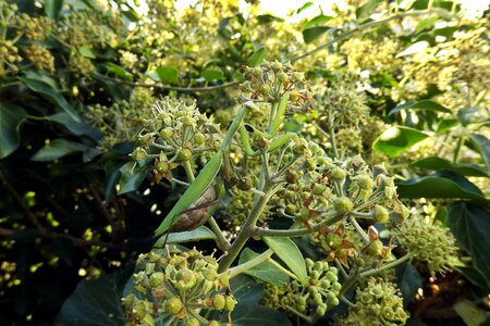 Mantis religiosa nature insect