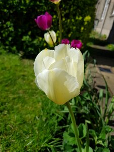 Garden summer white tulip photo