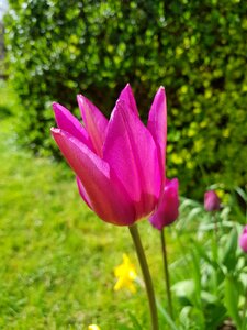 Summer leaf purple pointed tulip photo