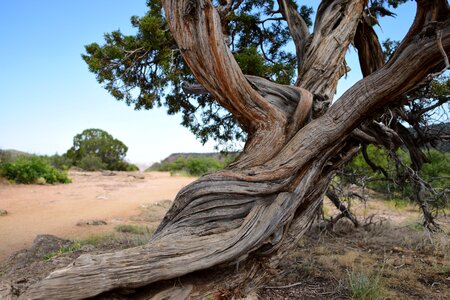 Outdoors wood desert