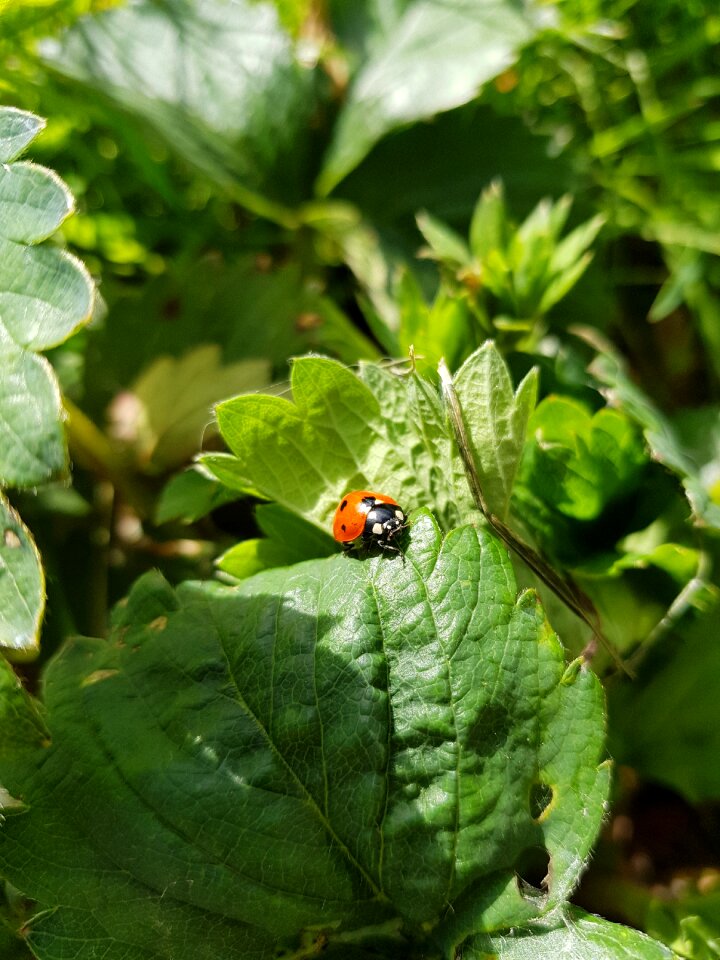 Flora food lady bug