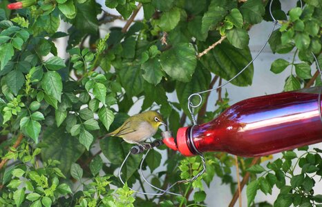 White-eye bird-drinker