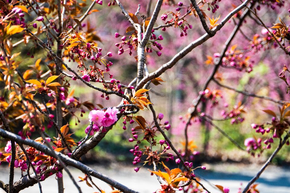 Season nature flower