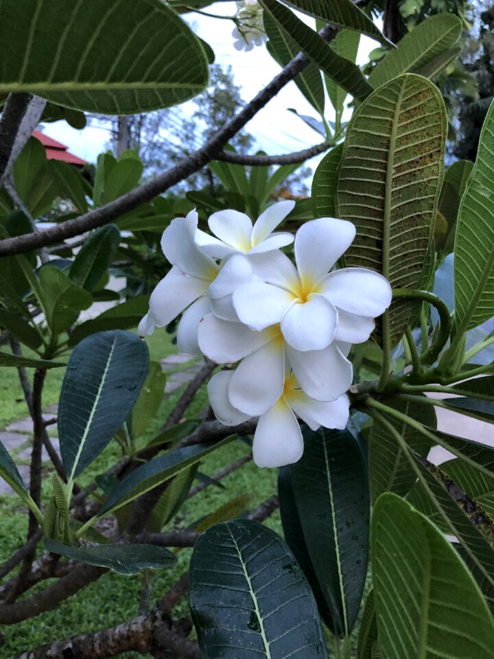 Plant flower tropical