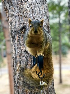 Animal squirrel