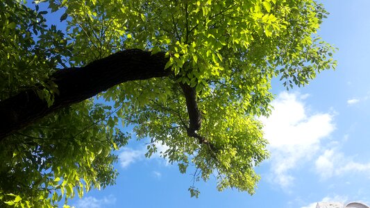 Branch wood leafy