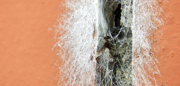 Abstract insect wasp trapped