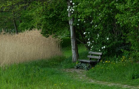 Bank wooden bench grass photo