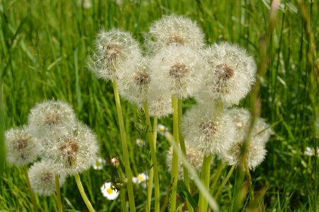 Nature grass summer