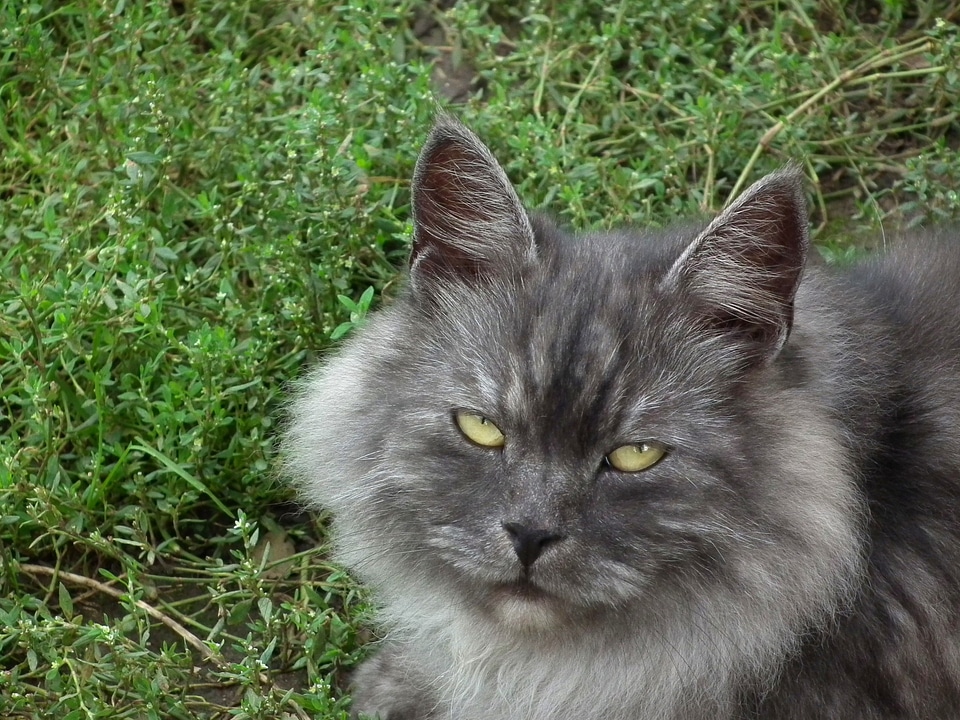 Kitten animals grey photo