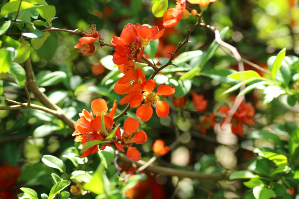 Spring full bloom nature
