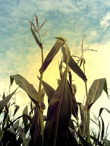 Agriculture field fodder maize photo