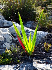 Red plant spring photo