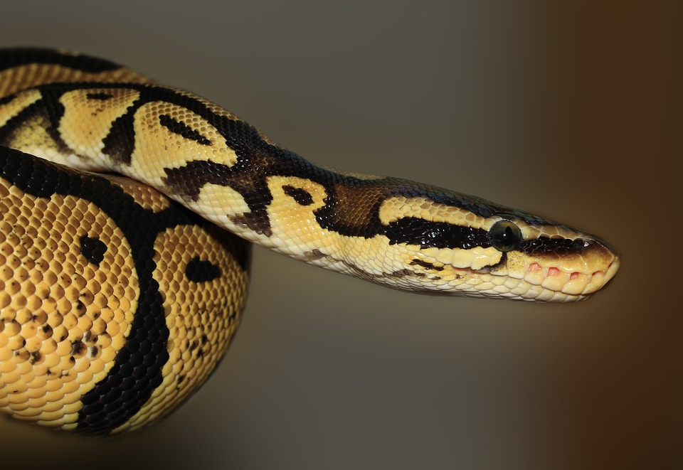 Python regius beauty golden