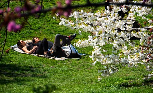 Spring sunbathing flower photo