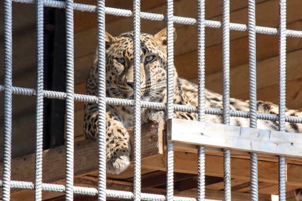 Cage tiger Free photos