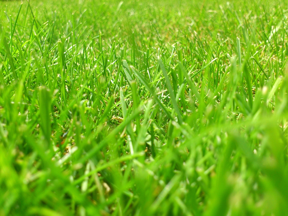 Green blade of grass grasses
