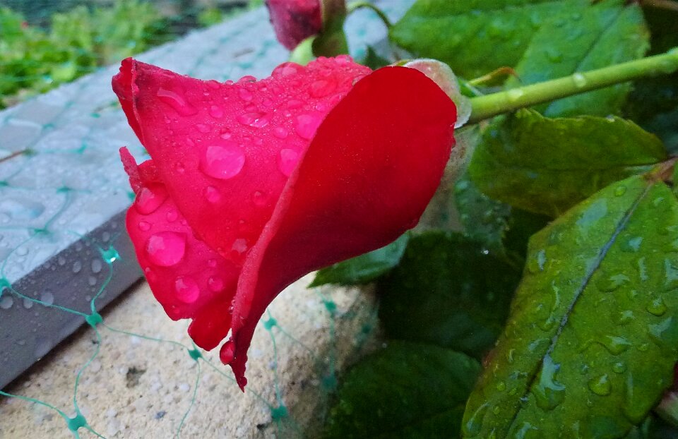Flower leaf plant