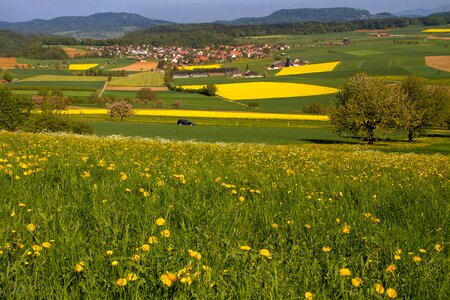 Field of rapeseeds yellow spring photo