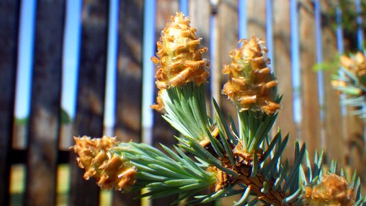 Outdoors wood pine