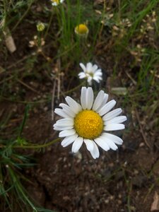 Flower plant summer