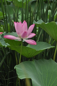 Flowers lotus leaf green leaf