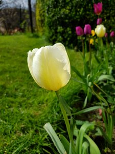 Garden summer white tulip photo