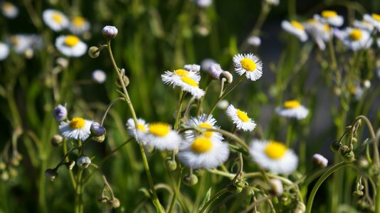 Summer hayfield wildflower photo