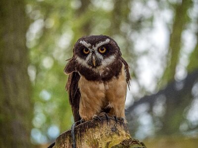 Wildlife nature animal